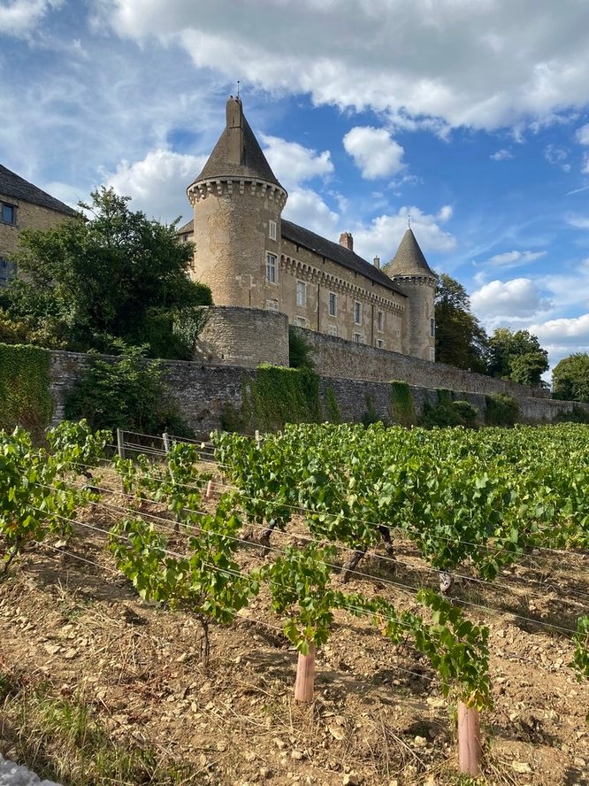 Green vineyard in Beaujolais